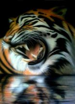 Tigre sobre agua